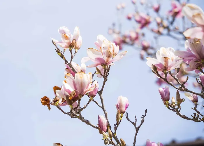 La Magnolia