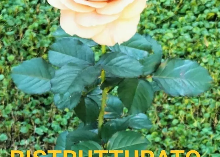 Bilocale Le Rose