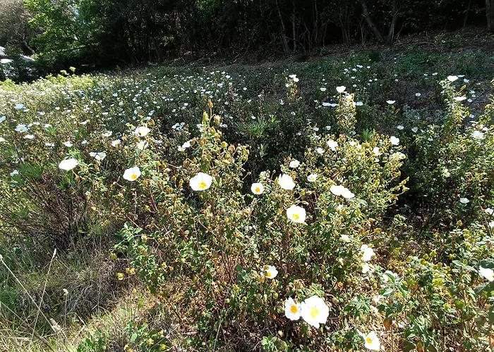 Podere Barlo